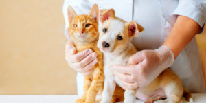 Souscrire une mutuelle pour animaux : une double securite pour vous et votre compagnon a poils !
